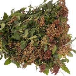 Viburnum grün/rot 50cm