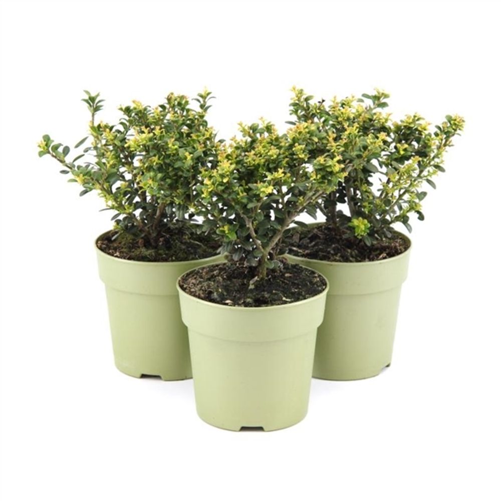 Ilex Crenata Glory12 H30 Gem