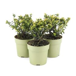 Ilex Crenata Glory12 H30 Gem
