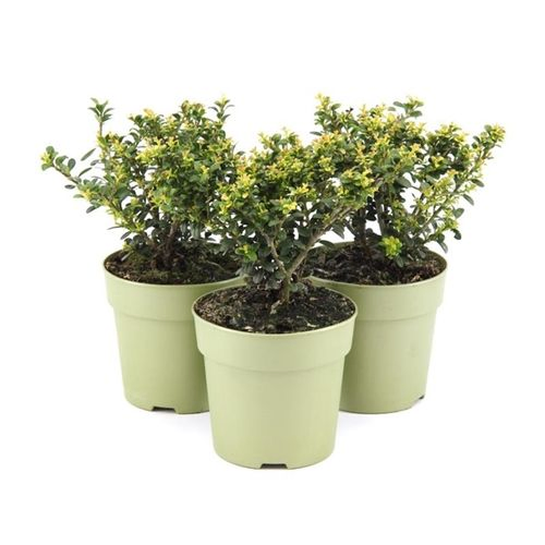 Ilex Crenata Glory12 H30 Gem