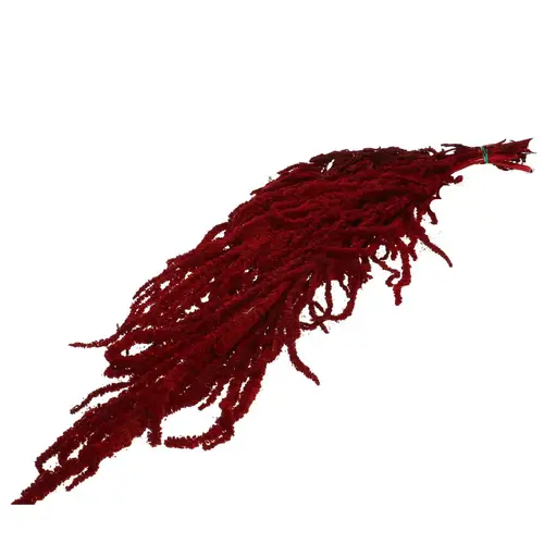 Trocken Amaranthus Hängend rot L60cm x5