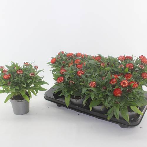Strohblume Crispy Orange T12 H020