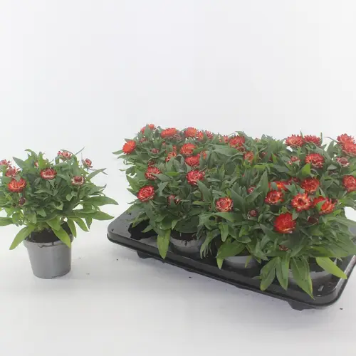 Strohblume Crispy Orange T12 H020