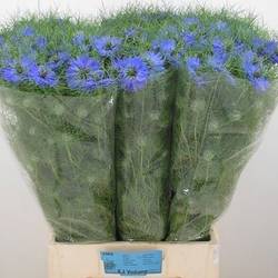 Nigella blau Deep Sea Blue 75cm