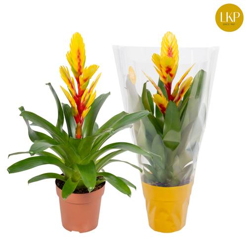 Vriesea gelb Flame T12 H045
