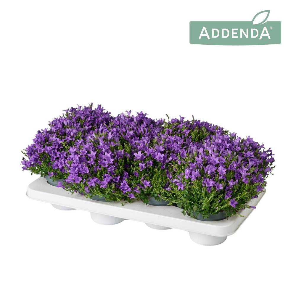 Campanula lila Ambella Intense T12 H017