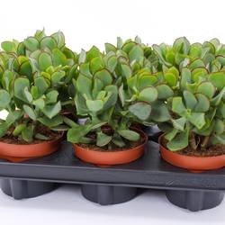 Crassula Arborescens Curly Green T12 H020