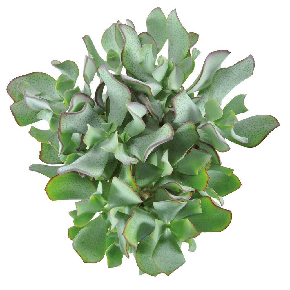 Crassula Arborescens Curly Green T12 H020