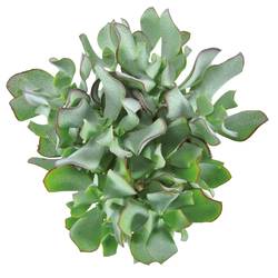 Crassula Arborescens Curly Green T12 H020