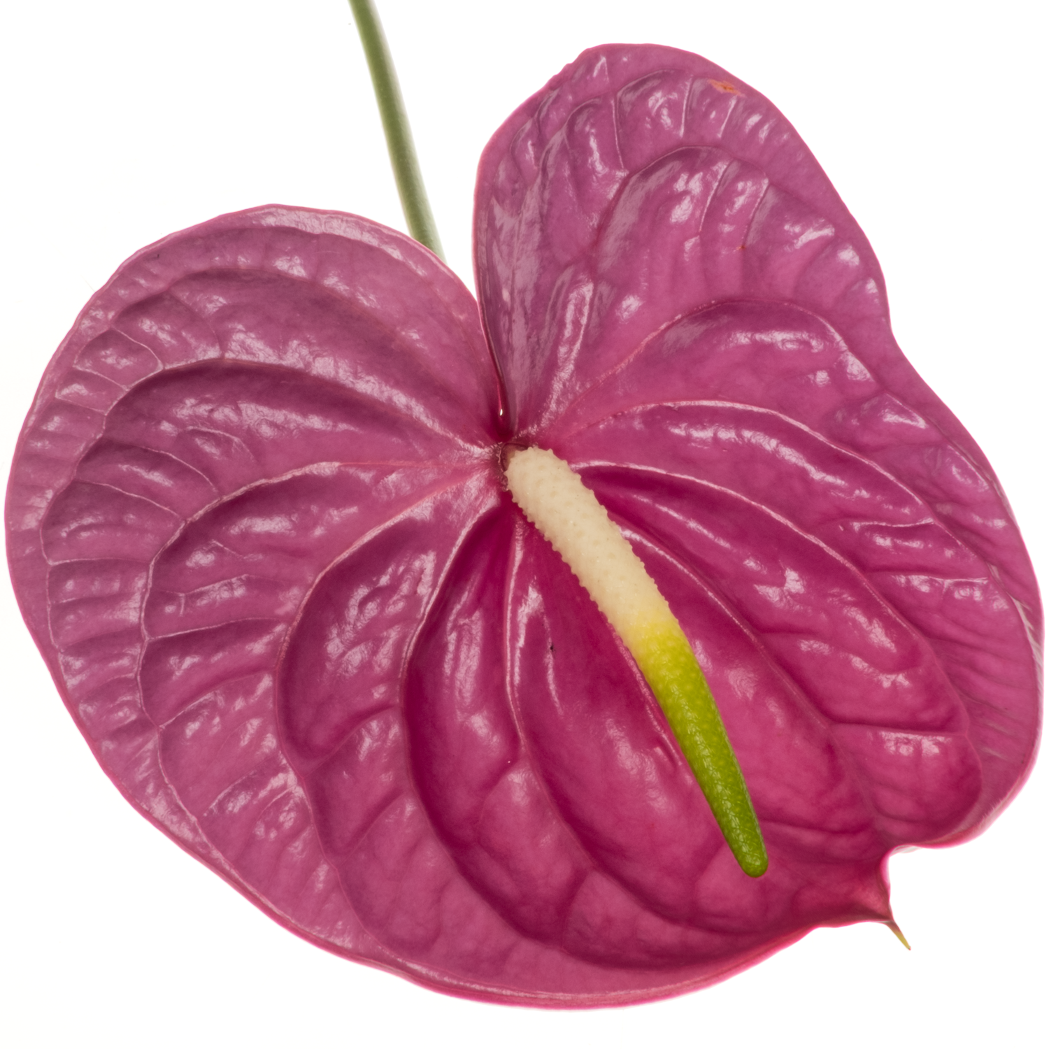 Anthurium lila Impreza Blüte 13cm