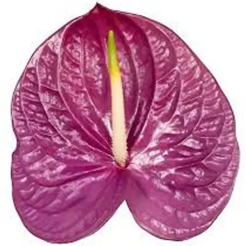 Anthurium lila Impreza Blüte 13cm