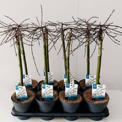 Salix Iona T14 H60