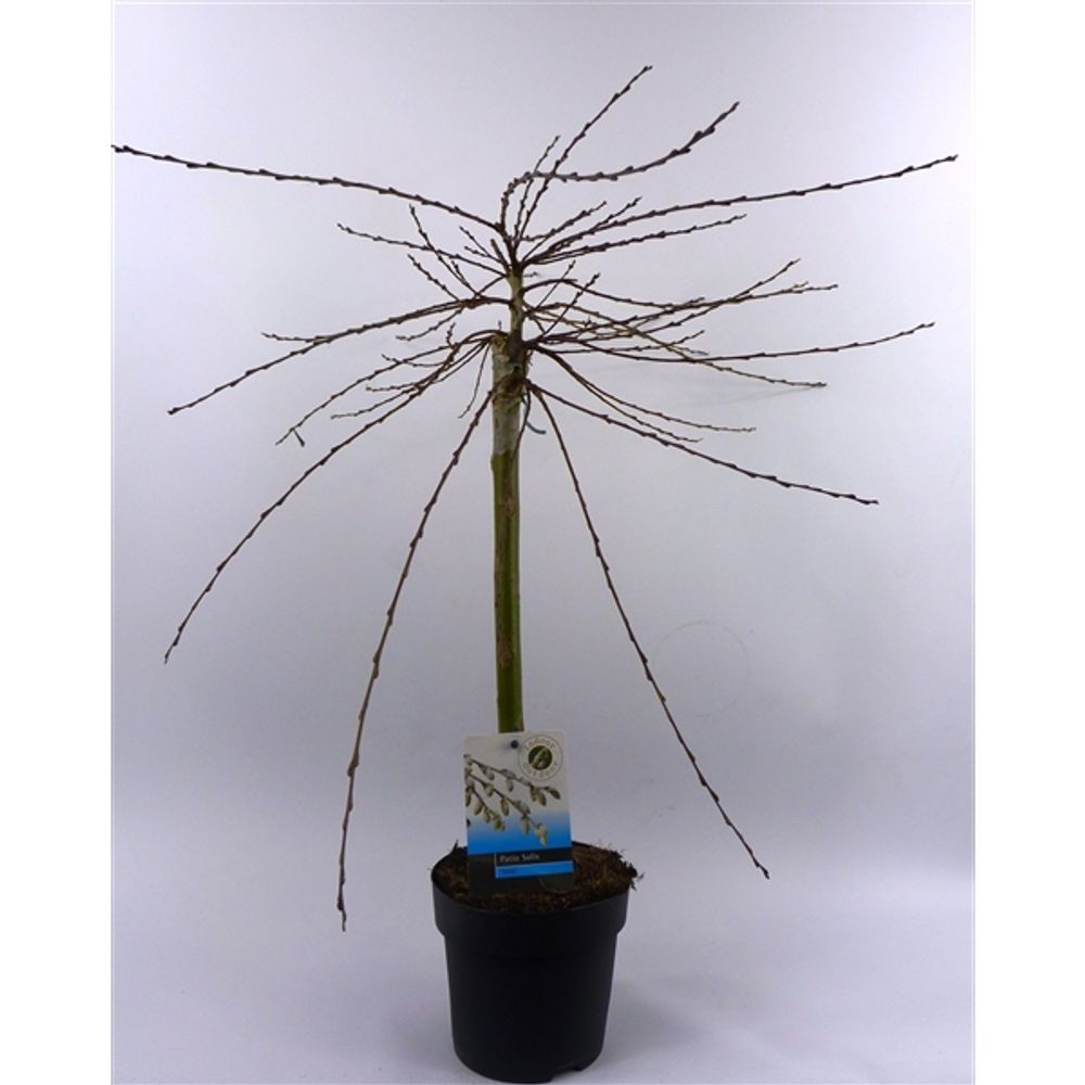 Salix Iona T14 H60