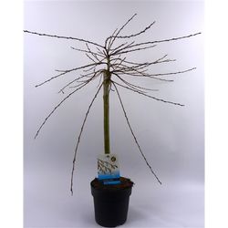 Salix Iona T14 H60