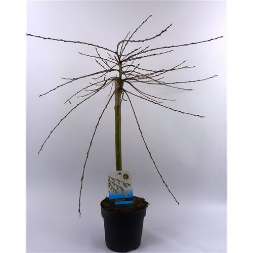 Salix Iona T14 H60