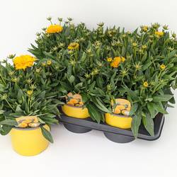 Coreopsis gelb Solanna Golden T17 H030