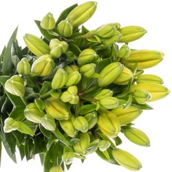 Lilie asiatisch gelb Tenno 4+Blüte 80cm