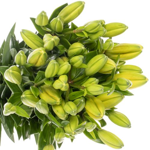 Lilie asiatisch gelb Tenno 4+Blüte 80cm