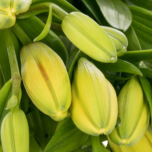 Lilie asiatisch gelb Tenno 4+Blüte 80cm