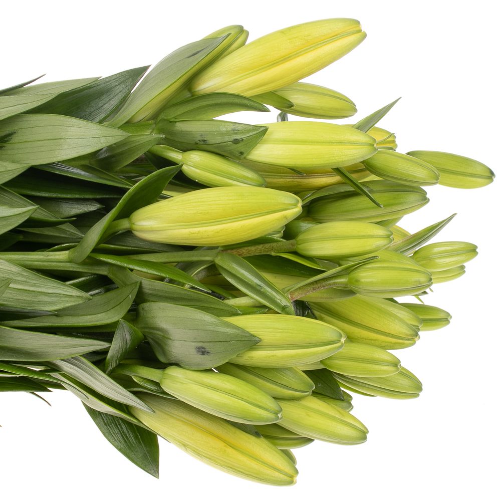 Lilie asiatisch gelb Tenno 4+Blüte 80cm