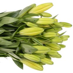 Lilie asiatisch gelb Tenno 4+Blüte 80cm