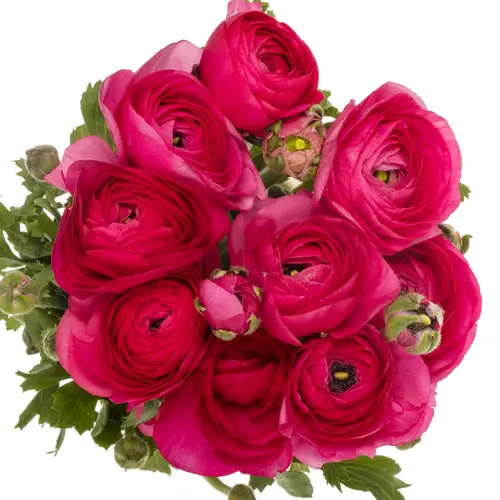 Ranunkel lila Cloni Spotlight 45cm x 30