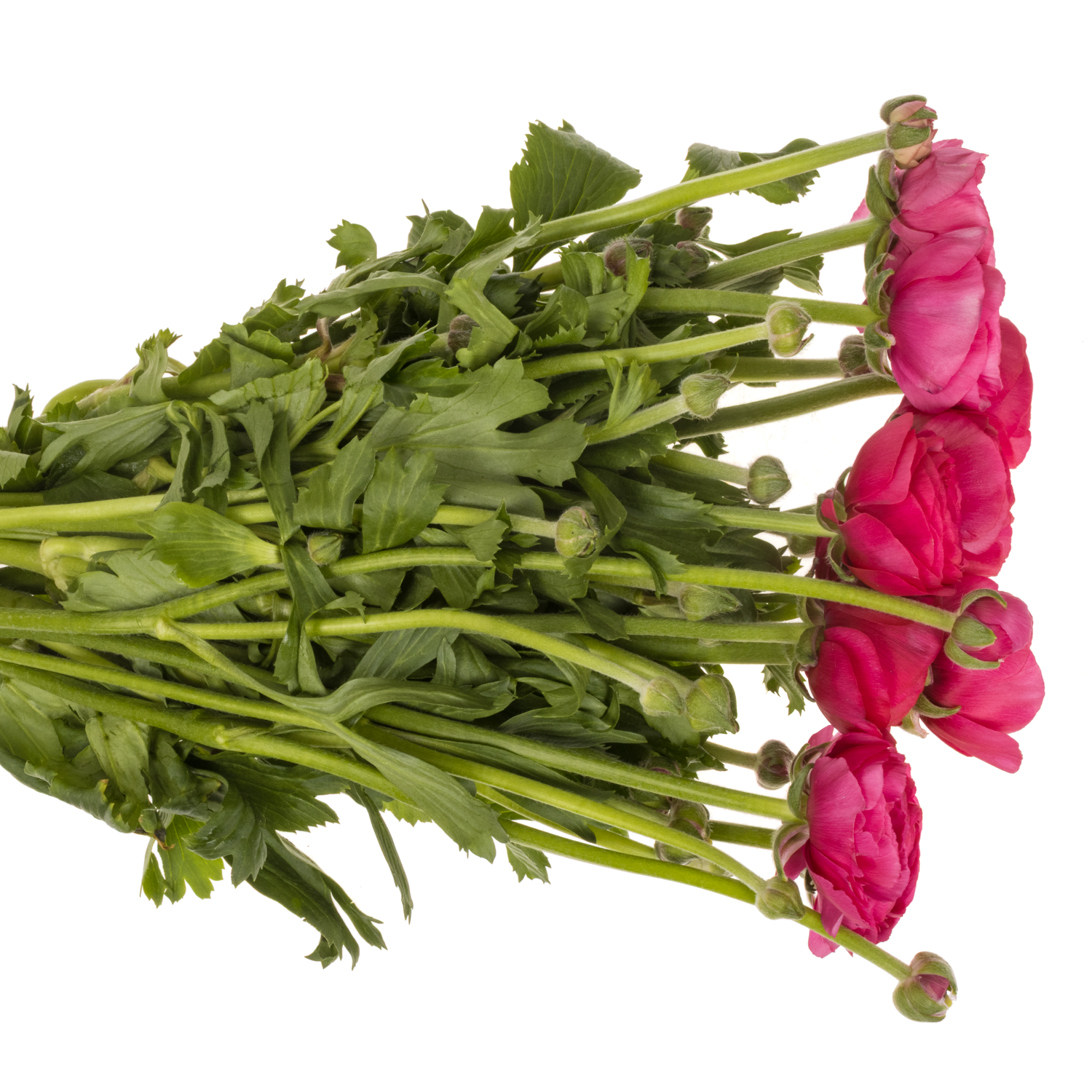 Ranunkel lila Cloni Spotlight 45cm x 30