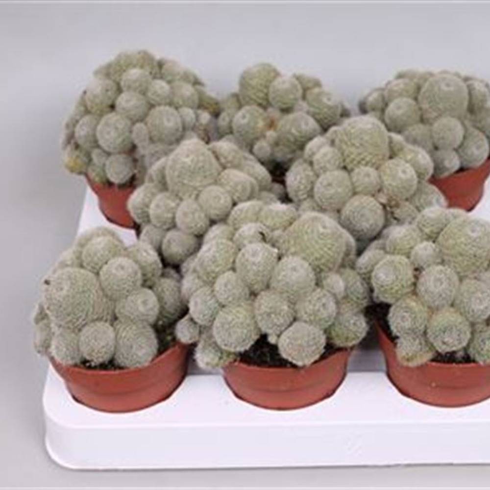 Rebutia Perplexa T8 H10