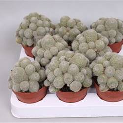 Rebutia Perplexa T8 H10