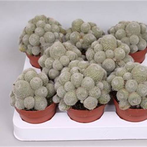 Rebutia Perplexa T8 H10