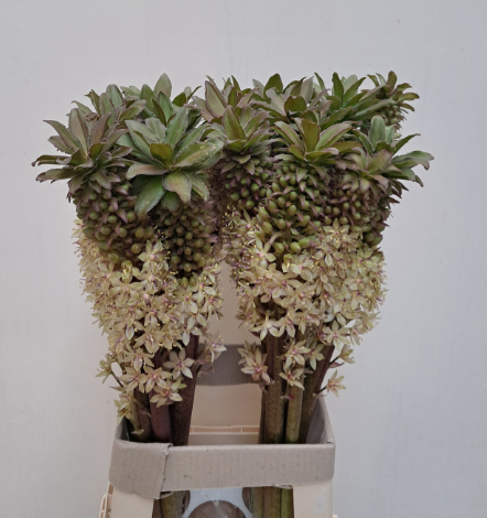 Eucomis creme 75cm