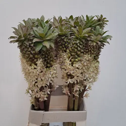 Eucomis creme 75cm