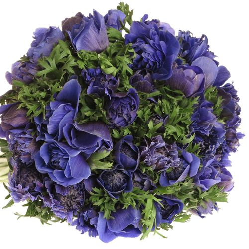 Anemone blau gefüllt Fullstar 40cm