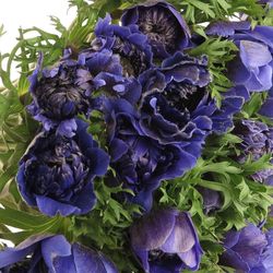 Anemone blau gefüllt Fullstar 40cm