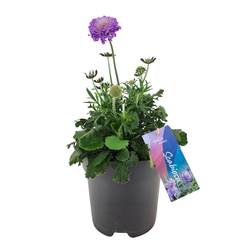 Scabiosa lila columbaria Butterfly T17 H035