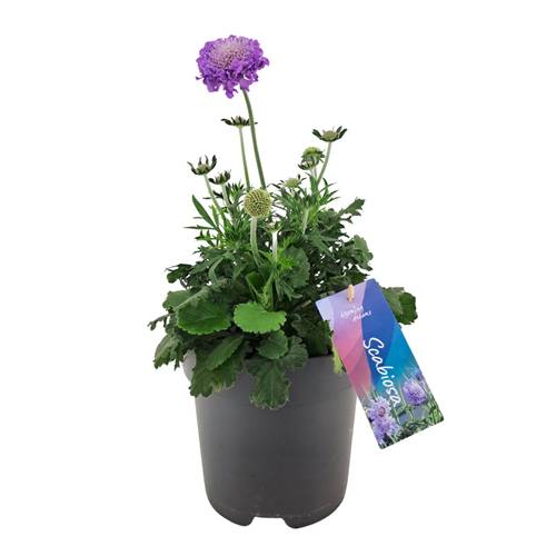 Scabiosa lila columbaria Butterfly T17 H035