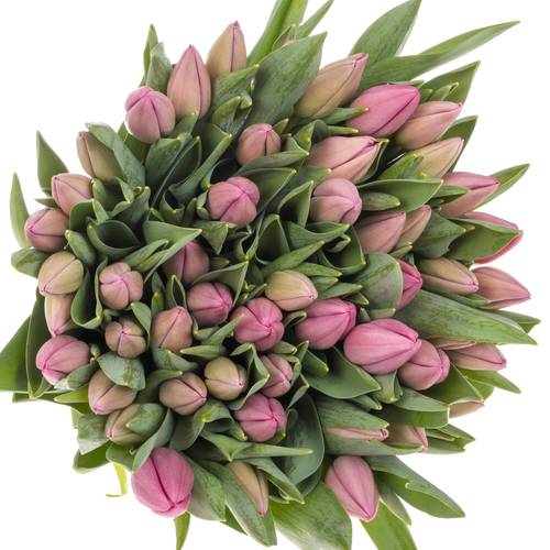Tulpe pink Lincoln 36 Gramm
