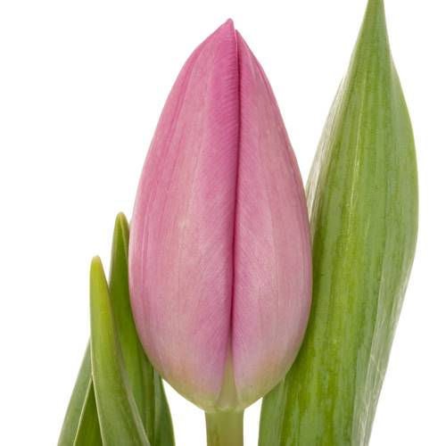 Tulpe pink Lincoln 36 Gramm