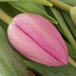 Tulpe pink Lincoln 36 Gramm