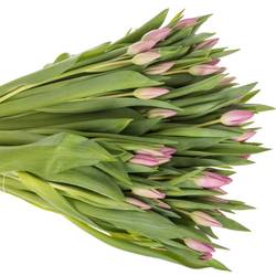 Tulpe pink Lincoln 36 Gramm