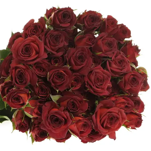 Rose verzweigt rot/braun Chocola Bubbles 4+Blüte 50cm