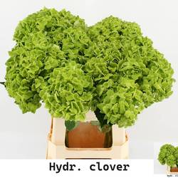 Hortensie grün Clover Bol 16cm 60cm