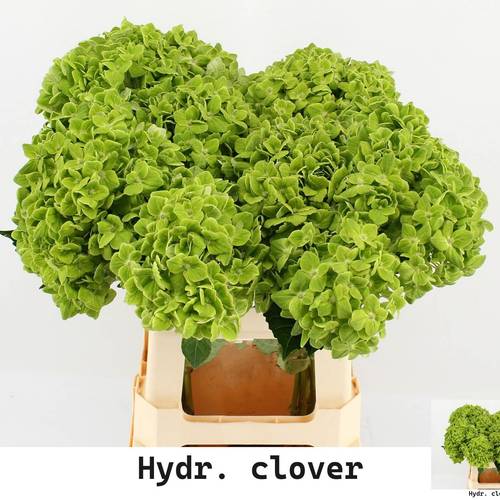 Hortensie grün Clover Bol 16cm 60cm