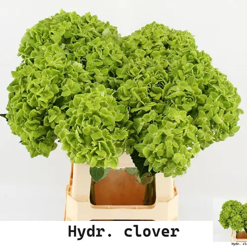 Hortensie grün Clover Bol 16cm 60cm