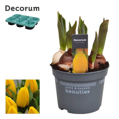 Tulpen 5er gelb Yellow Flair T12 H017