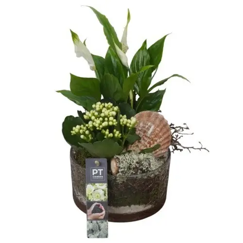 Spath.Arr PTSUT8902 T15 H030