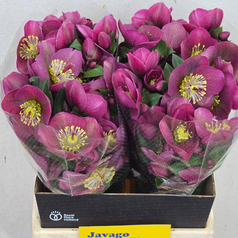 Helleborus rosa Rhytm Pink 45cm