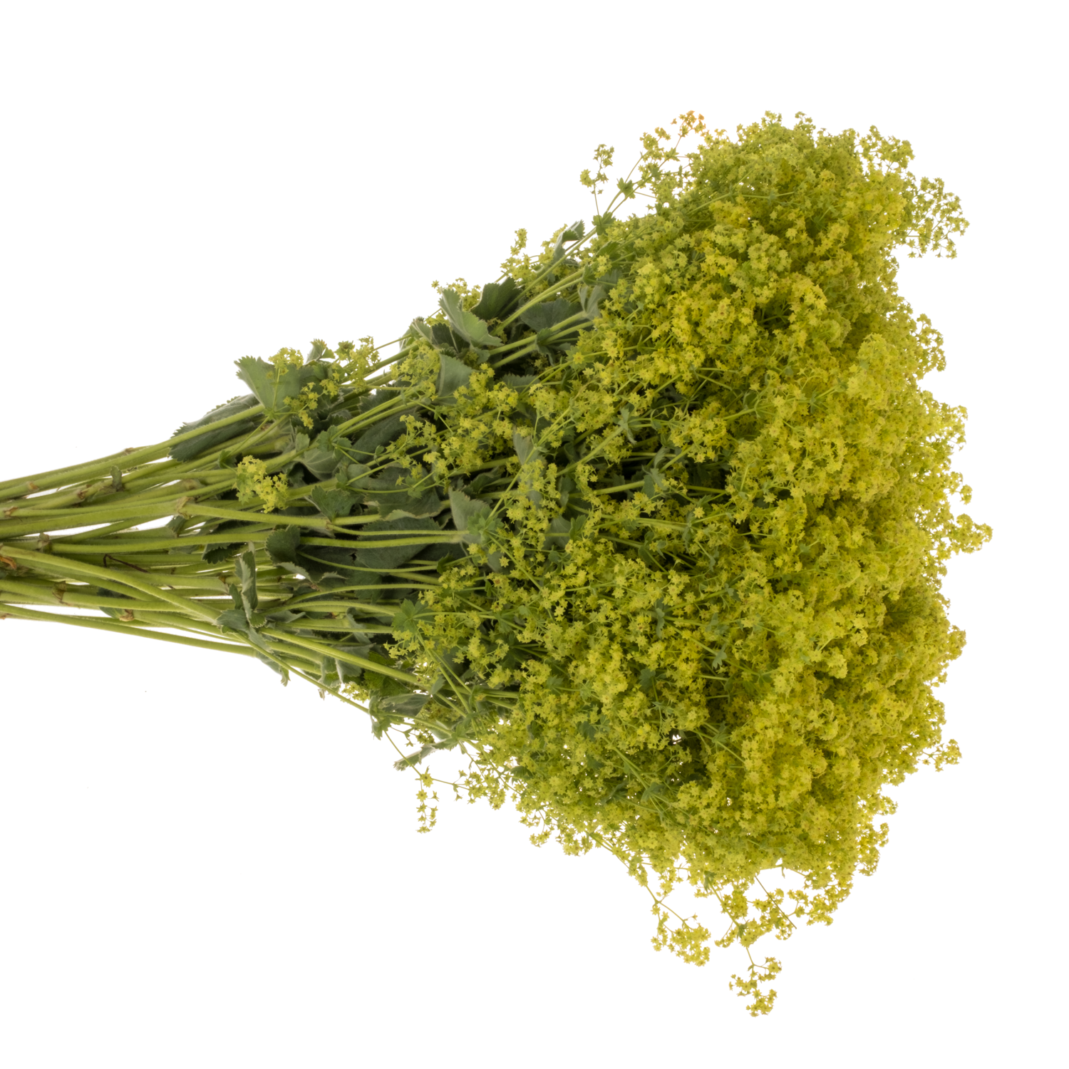 Alchemilla grün 55cm (Baars)