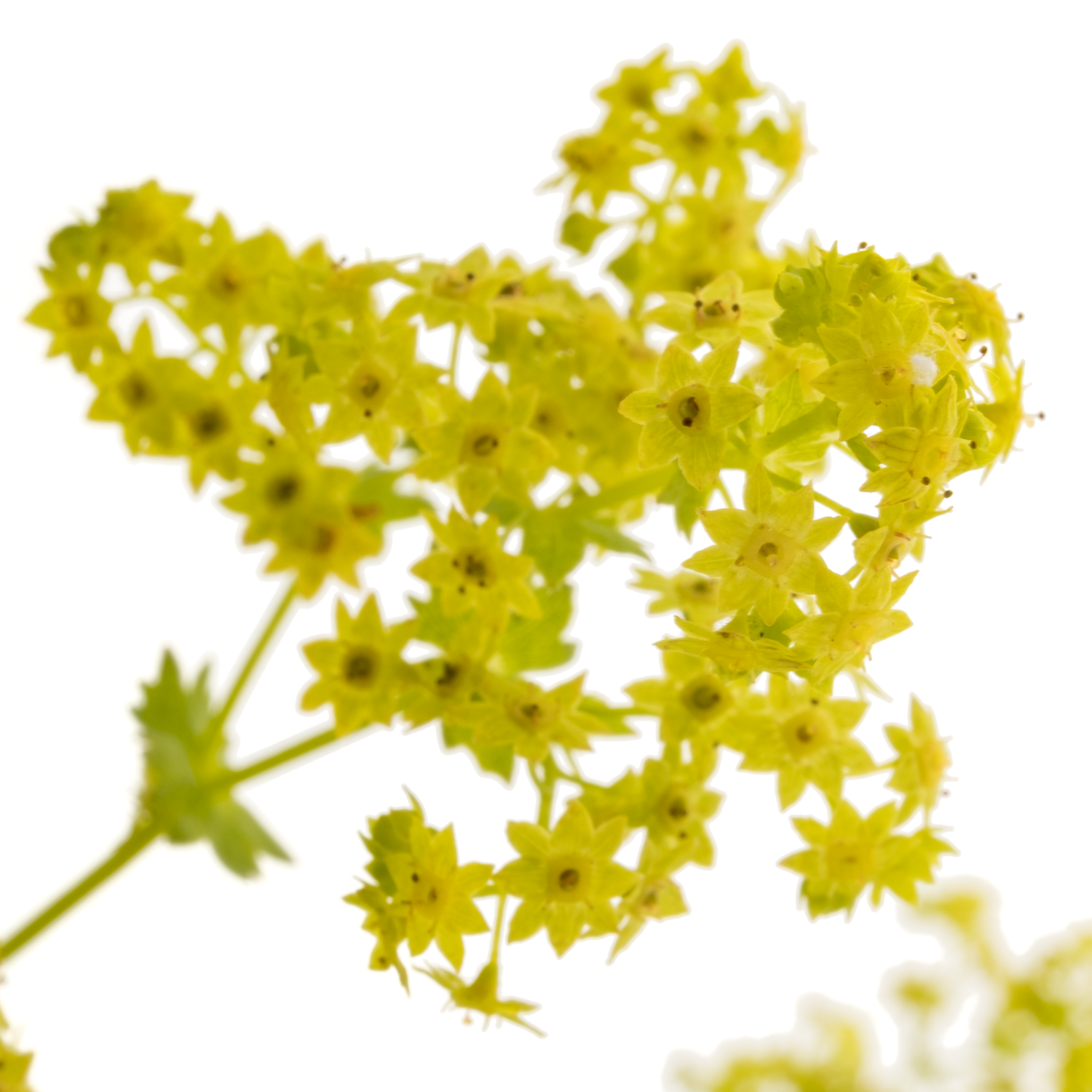 Alchemilla grün 55cm (Baars)