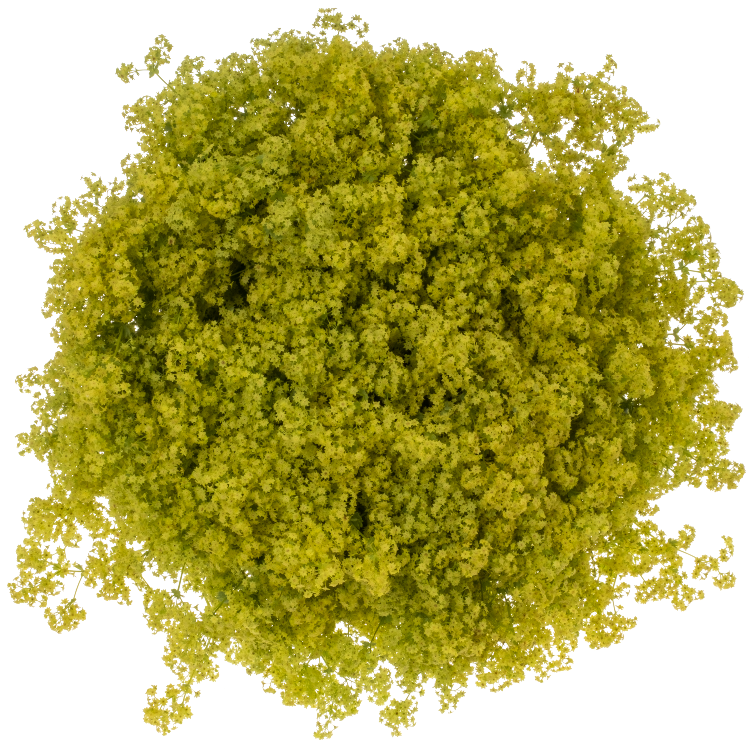 Alchemilla grün 55cm (Baars)